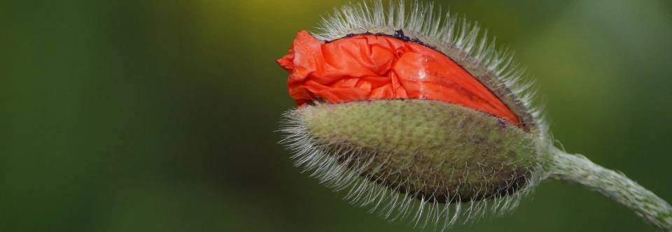 Startseite Traumatherapie